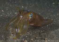 Big fin reef squid. Lembeh straits. D200, 60mm. by Derek Haslam 